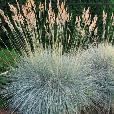 Овсянница ЭЛАЙДЖА БЛЮ в Пинске