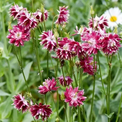 Аквилегия БАРЛОУ НОРА гибрид МакКаны в Пинске