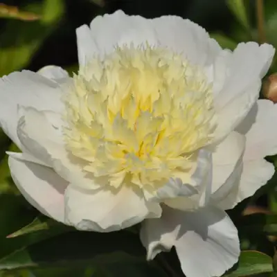 Пион ЗОЛОТАЯ ШПИЛЬКА травянистый в Пинске