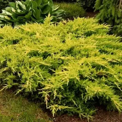 Можжевельник МОРДИГАН ГОЛД средний в Пинске