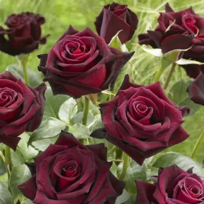 Роза БЛЭК БАККАРА чайно-гибридная в Пинске