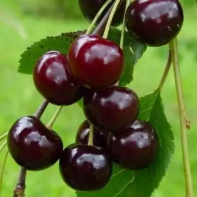 Вишня ЛАСУХА в Пинске