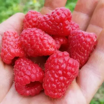 Малина ТУЛАМИН в Пинске