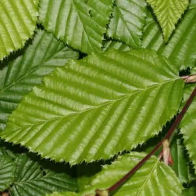 Граб японский в Пинске