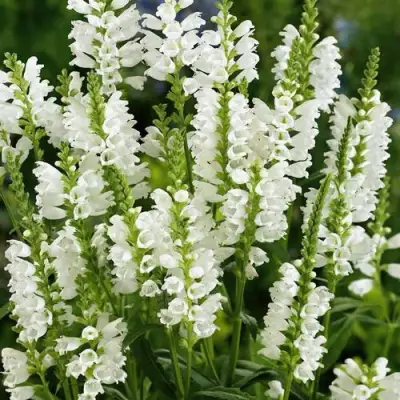 Физостегия АЛЬБА виргинская в Пинске