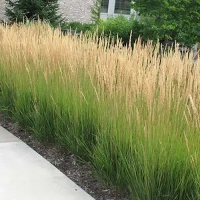 Вейник КАРЛ ФОРСТЕР остроцветковый в Пинске