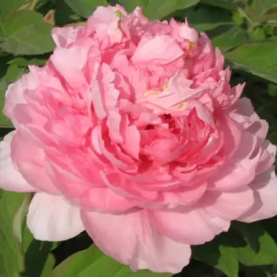 Пион ИМПЕРАТОРСКАЯ НАЛОЖНИЦА древовидный в Пинске