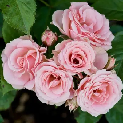 Роза КЛАССИК ЛИДИЯ спрей в Пинске