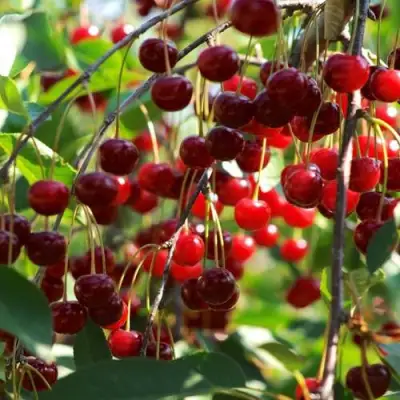 Вишня БРУСНИЦЫНА степная в Пинске