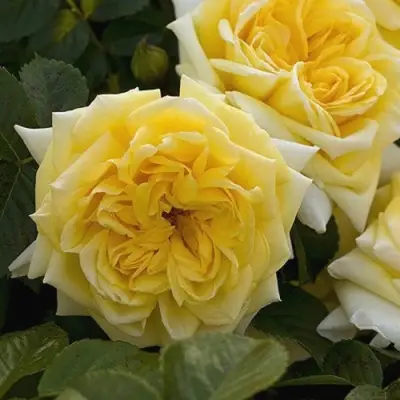 Роза НАДЯ МЕЙДИЛАНД почвопокровная в Пинске