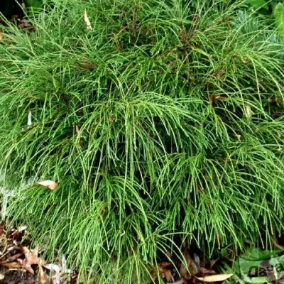 Туя ВИПКОРД складчатая в Пинске