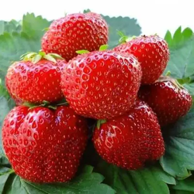 Клубника ВИМА ЗАНТА в Пинске