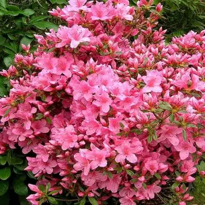 Азалия РОКОКО японская в Пинске