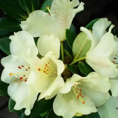 Рододендрон ГОЛДКРОН в Пинске