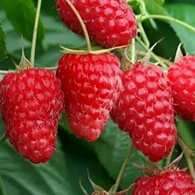 Малина КАСКАД ДЕЛАЙТ в Пинске