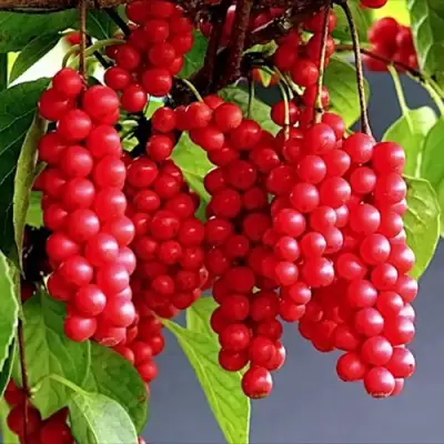 Лимонник САДОВЫЙ 1 китайский  в Пинске