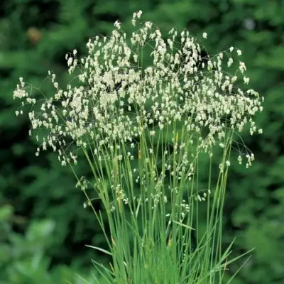 Трясунка средняя в Пинске