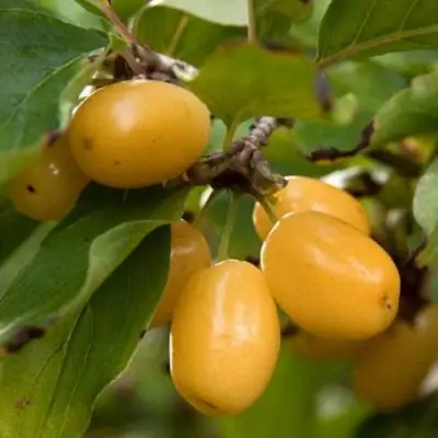 Кизил ЯНТАРНЫЙ в Пинске