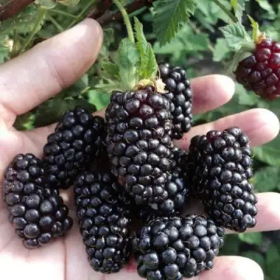 Ежевика ЛОХ НЕСС бесшипная  в Пинске