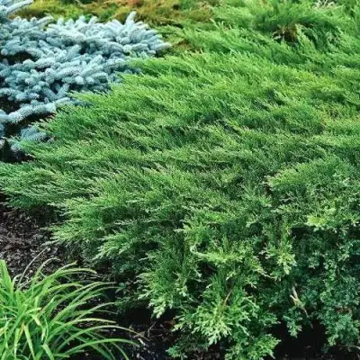 Можжевельник РОКЕРИ ДЖЕМ казацкий  в Пинске