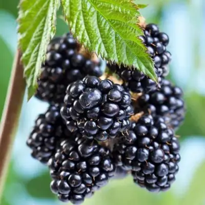 Ежевика БЛЭК САТИН бесшипная  в Пинске