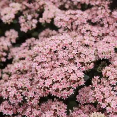 Очиток (седум) МАТРОНА в Пинске