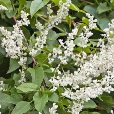 Фаллопия АУБЕРТА в Пинске