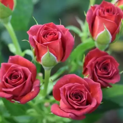 Роза ЧОКОЧИНО спрей в Пинске