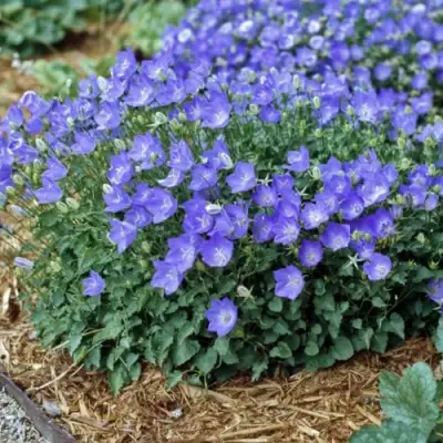 Колокольчик САНТА карпатский в Пинске