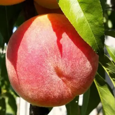 Персик ВАЙН ГОЛД Т3 в Пинске