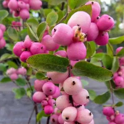 Снежноягодник ФИЕСТА БЕРРИ доренбоза в Пинске