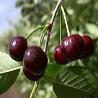 Вишня ВЛАДИМИРСКАЯ в Пинске