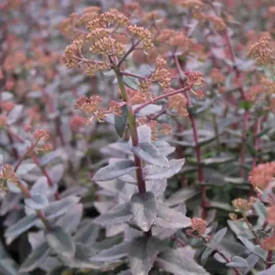 Очиток (седум) РЭЙН КСЕНОКС видный в Пинске