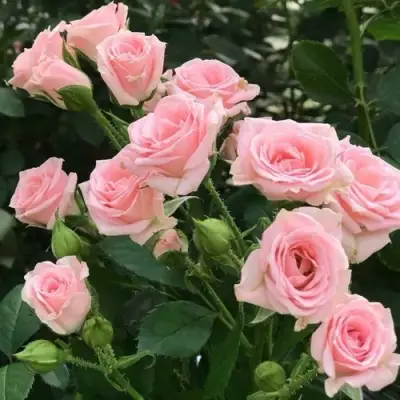 Роза КЛАССИК ЛИДИЯ спрей в Пинске