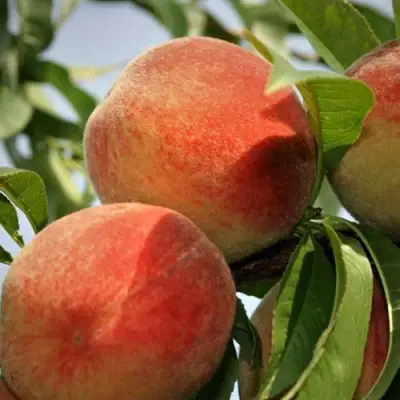 Персик ВУЛКАН в Пинске