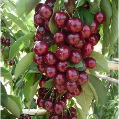 Вишня КОРОЛЕВА колонновидная в Пинске