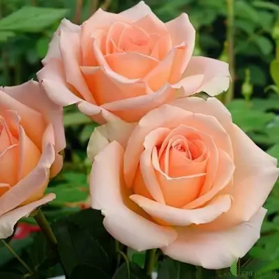 Роза ВЕРСИЛИЯ чайно-гибридная в Пинске