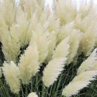 Кортадерия белая (пампасная трава) в Пинске