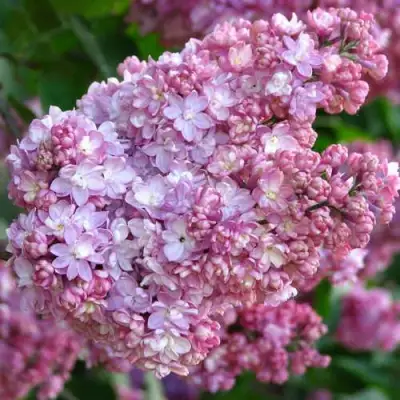 Сирень ПАМЯТЬ О ВЕХОВЕ в Пинске