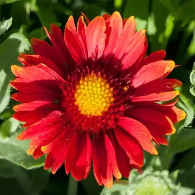 Гайлардия АРИЗОНА РЕД ШЕЙДС в Пинске