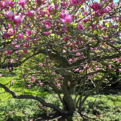 Магнолия СУЛАНЖА в Пинске