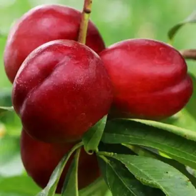 Нектарин КРЫМЧАНИН в Пинске