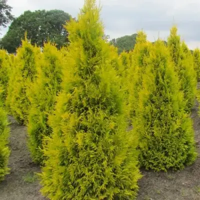 Туя САНКИСТ западная в Пинске