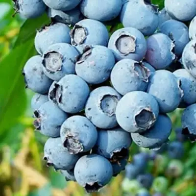 Голубика БРИГИТТА БЛЮ в Пинске