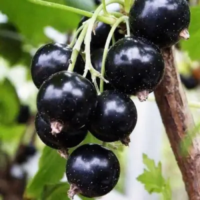 Смородина чёрная ДЕЛИКАТЕСНАЯ в Пинске