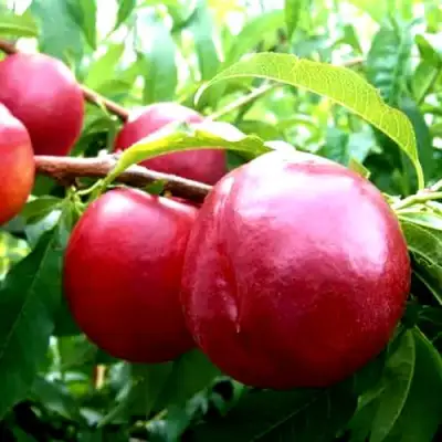 Нектарин ХАРКО в Пинске