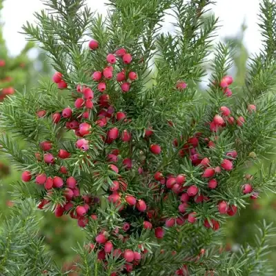 Тис ХИКСИ средний в Пинске