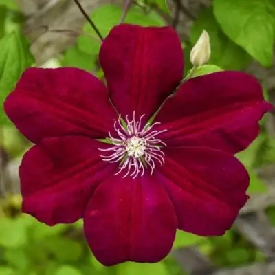 Клематис РУЖ КАРДИНАЛ в Пинске