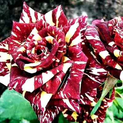 Роза ФОКУС ПОКУС флорибунда в Пинске