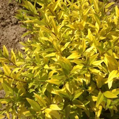 Бирючина АУРЕА обыкновенная в Пинске